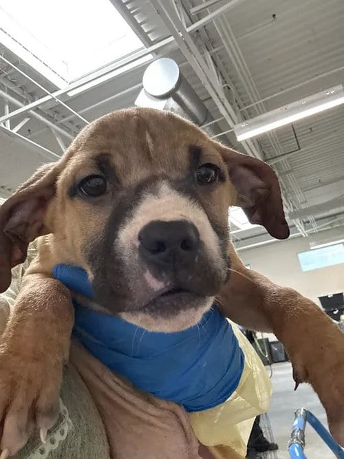Photo of Gidget, adoptable Pit Bull Terrier in Las Vegas, Nevada