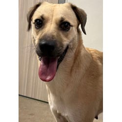 Photo of Olive, adoptable Golden Retriever Terrier (Unknown Type, Medium) in San Antonio, Texas