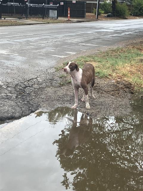 Photo of Madmax, adoptable Mixed Breed