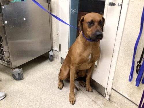 Photo of Felix, adoptable Rhodesian Ridgeback in Riverside, California