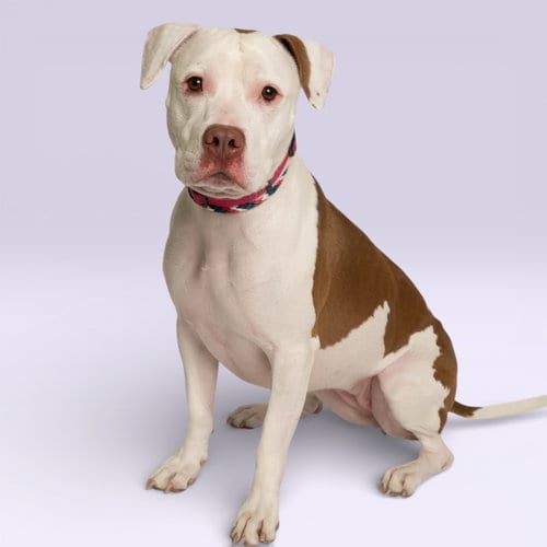 Photo of Sugar, adoptable American Pit Bull Terrier in Rowlett, Texas