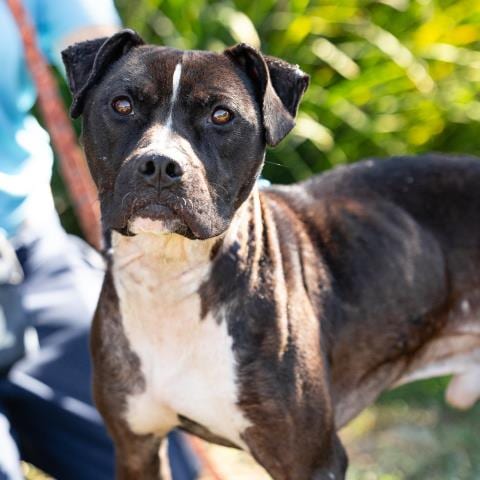 Photo of Homie, adoptable Pit Bull Terrier in Camarillo, California