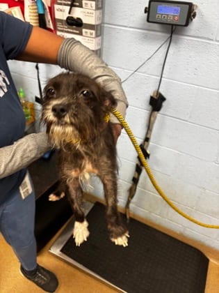 Photo of Happy Meal, adoptable dog in Chamblee, Georgia