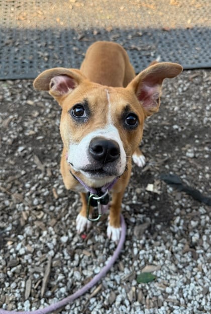 Photo of Rosella, adoptable dog in Chamblee, Georgia