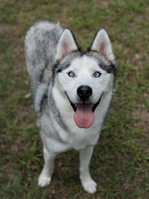 Photo of Nigel, adoptable Siberian Husky in Carrollton, Texas