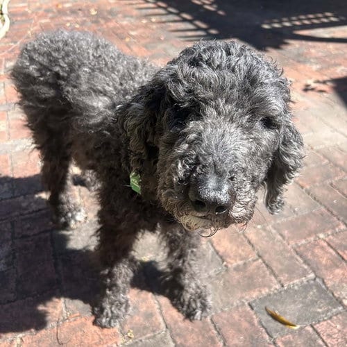Photo of Mochi, adoptable Poodle (Miniature) in Chantilly, Virginia