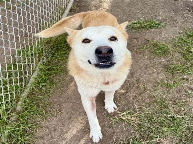Photo of Alfred, adoptable Akita mix in Houston, Texas