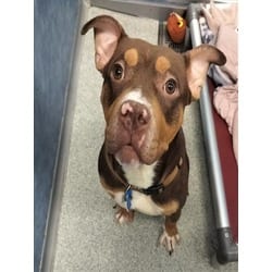 Photo of Brownie, adoptable American Pit Bull Terrier in Loveland, Colorado