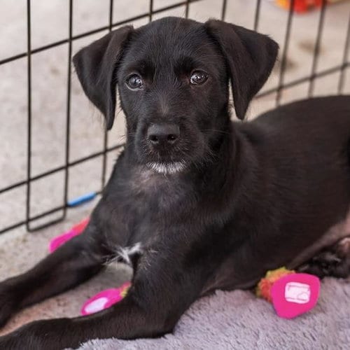 Photo of Dancer Pup - Tango, adoptable Shepherd in San Diego, California