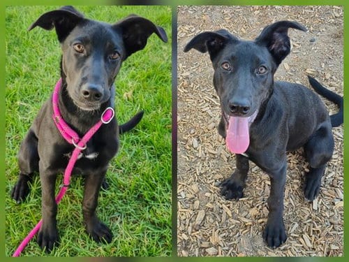 Photo of Cece, adoptable Labrador Retriever in Albuquerque, New Mexico