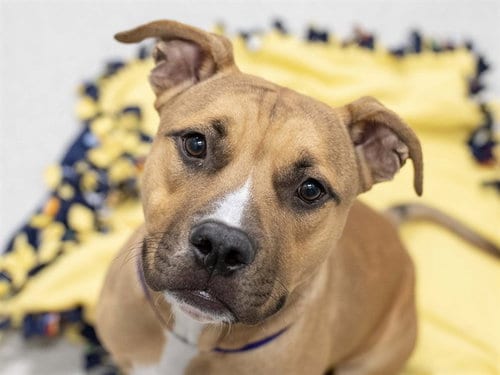 Photo of Mono, adoptable Staffordshire Bull Terrier in Denver, Colorado
