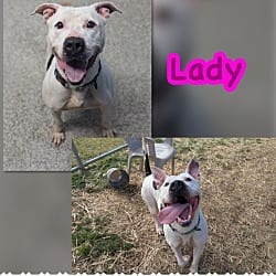 Photo of Lady, adoptable American Pit Bull Terrier Mixed Breed (Medium) in Blountville, Tennessee