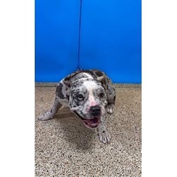 Photo of Titan, adoptable French Bulldog in Doral, Florida