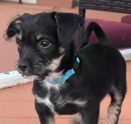 Photo of Marley 2, adoptable Yorkshire Terrier Yorkie in Virginia Beach, Virginia