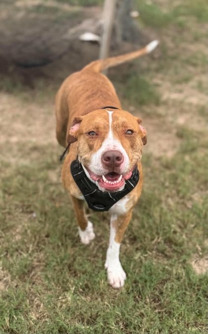 Photo of Stacy, adoptable Mountain Cur in Inverness, Florida