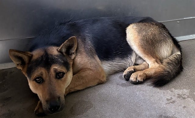 Photo of Senior Shepherd mix, adoptable Shepherd mix in Devore, California