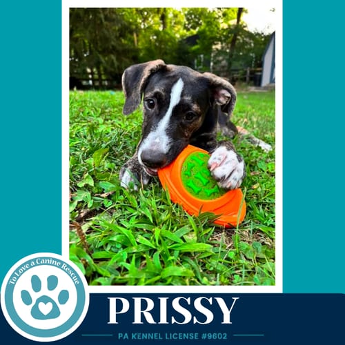 Photo of Prissy (Boujee Babies) 082226, adoptable Labrador Retriever in Kimberton, Pennsylvania