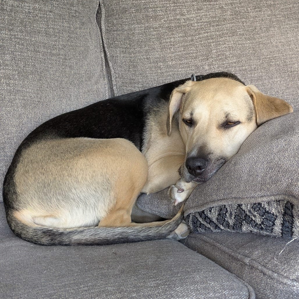Photo of Penny - Home to Home, adoptable Beagle / Shepherd, German in South Elgin, Illinois