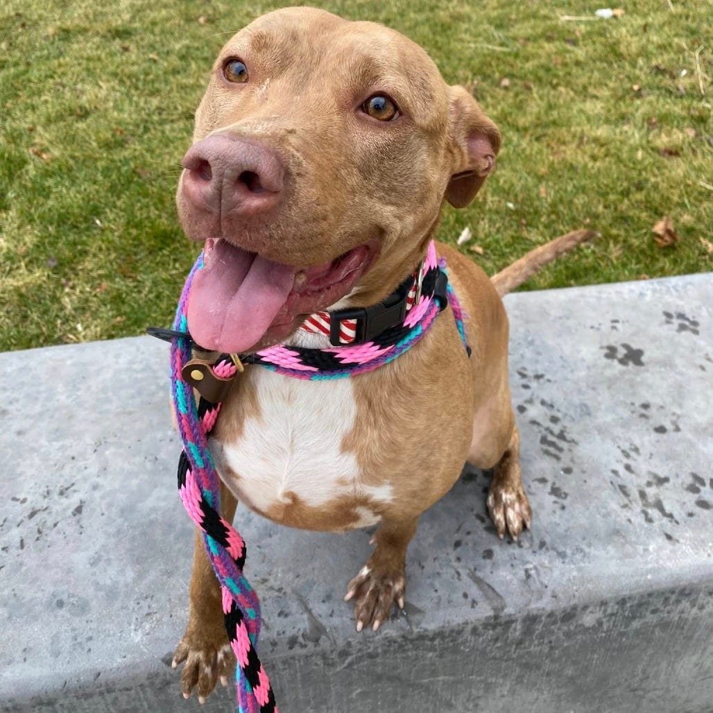 Photo of Paisley, adoptable Mixed Breed (Medium) in St. Louis, Missouri