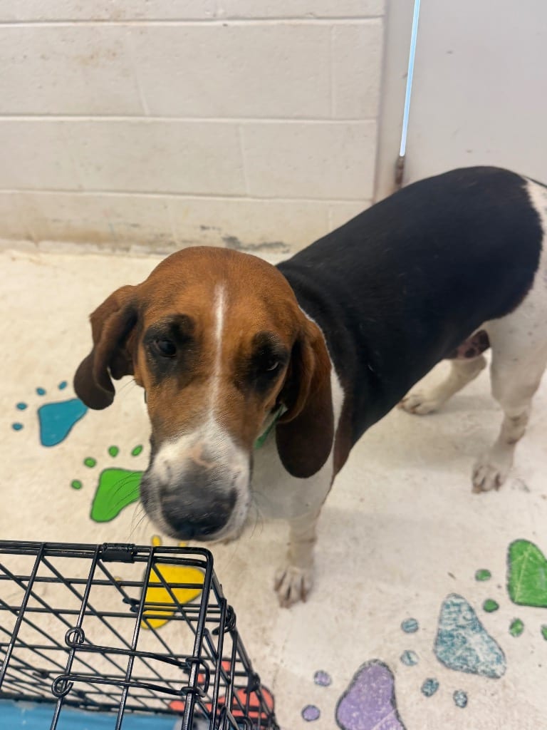 Photo of Willow, adoptable Coonhound in Chickamauga, Georgia