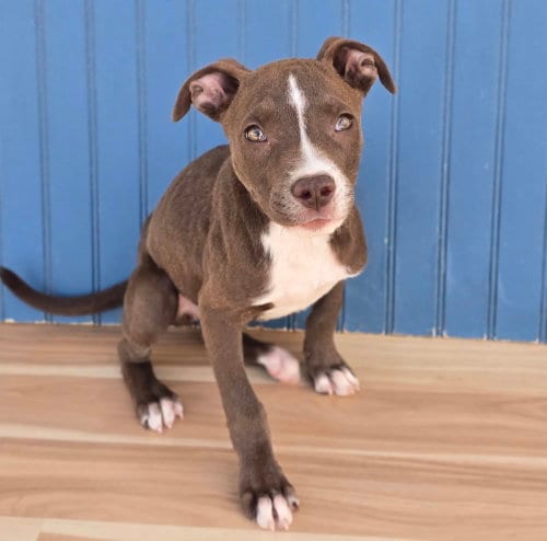 Photo of Quill, adoptable Pit Bull Terrier in Sedalia, Colorado