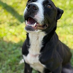 Photo of Tennessee, adoptable American Pit Bull Terrier Mixed Breed (Medium) in Blountville, Tennessee