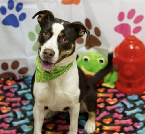 Photo of Patches, adoptable Border Collie in Placerville, California