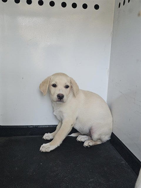 Photo of Antartica, adoptable Labrador Retriever in Bakersfield, California