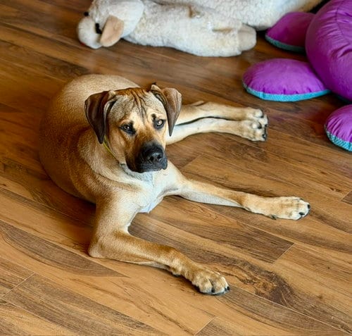 Photo of Max (PaulyD), adoptable Shepherd in Duluth, Minnesota