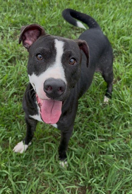Photo of Woody, adoptable Pit Bull Terrier in Conroe, Texas