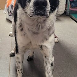 Photo of Banjo, adoptable Border Collie in Richmond, Indiana