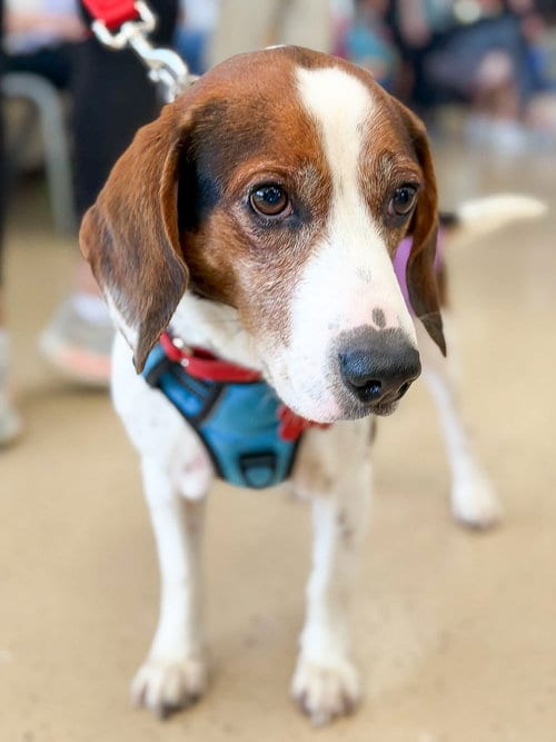 Photo of Bogart, adoptable Beagle in Mundelein, Illinois