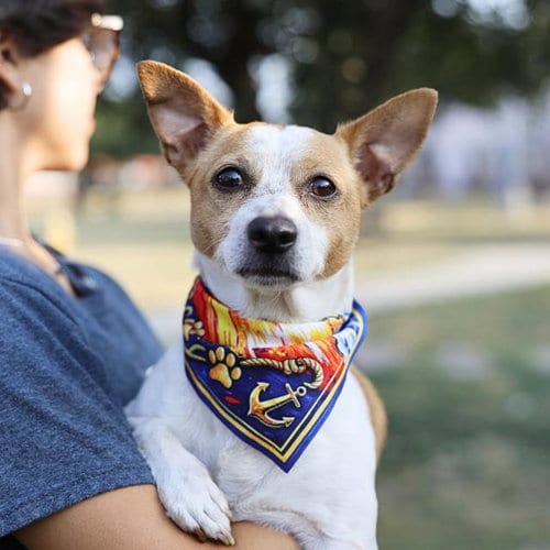Photo of Jack, adoptable Terrier in San Antonio, Texas