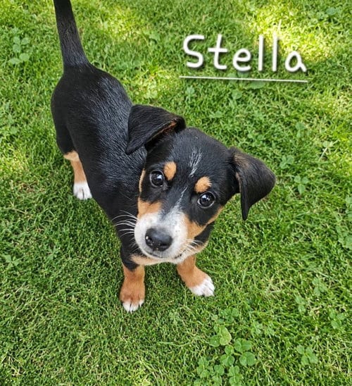 Photo of Stella, adoptable Terrier in Dorr, Michigan