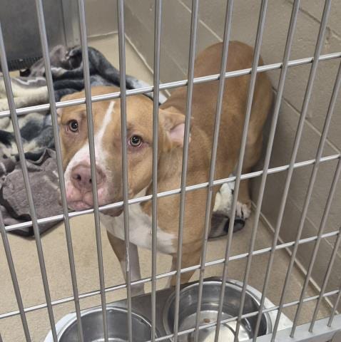 Photo of Ketchup, adoptable Pit Bull Terrier in Decatur, Illinois