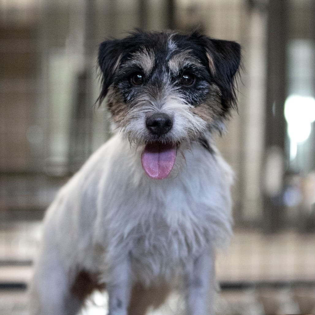 Photo of Beth (AG26-60), adoptable Terrier, Jack Russell in Colorado Springs, Colorado