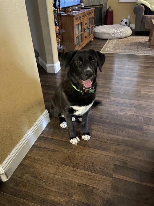 Photo of Berry, adoptable Labrador Retriever in San Diego, California