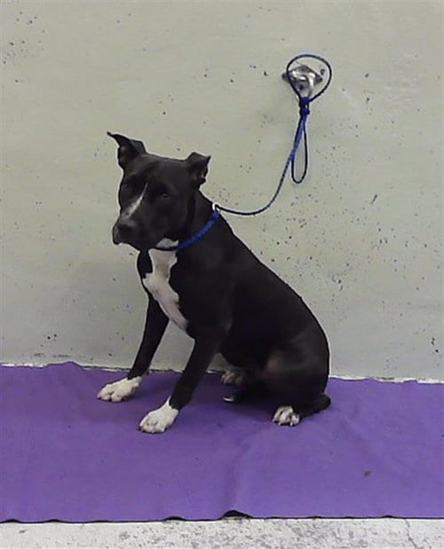 Photo of Trixie, adoptable Staffordshire Bull Terrier in Houston, Texas
