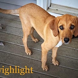 Photo of Twilight, adoptable Redbone Coonhound in Lebanon, Connecticut