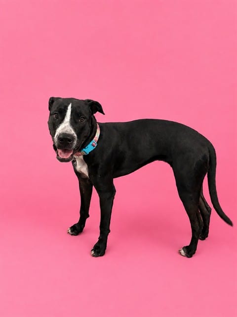 Photo of Bella, adoptable Labrador Retriever mix in Miami, Florida