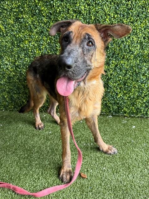 Photo of Pawla, adoptable German Shepherd Dog in Naples, Florida