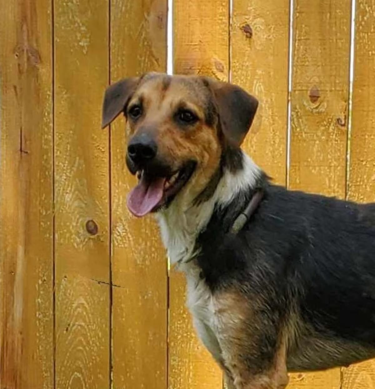 Photo of Rowdy prev Stiller JuM, adoptable Beagle/Foxhound in Baltimore, Maryland
