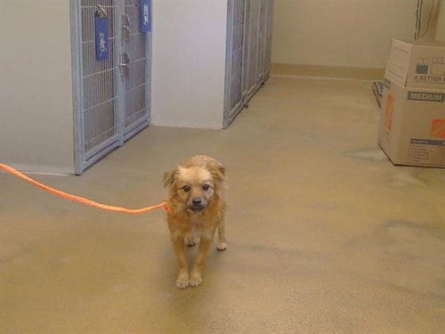 Photo of A929464, adoptable Cavalier King Charles Spaniel in Sacramento, California