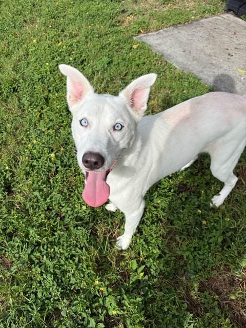 Photo of Bolt, adoptable Siberian Husky in Fort Myers, Florida