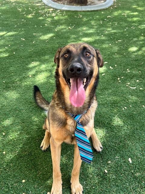 Photo of Tom, adoptable Anatolian Shepherd in Lancaster, California
