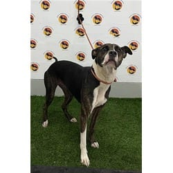 Photo of Clancy, adoptable Mixed Breed (Medium) in Land O'Lakes, Florida