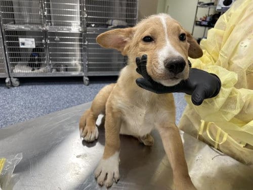 Photo of A1935700, adoptable German Shepherd Dog in Thousand Palms, California
