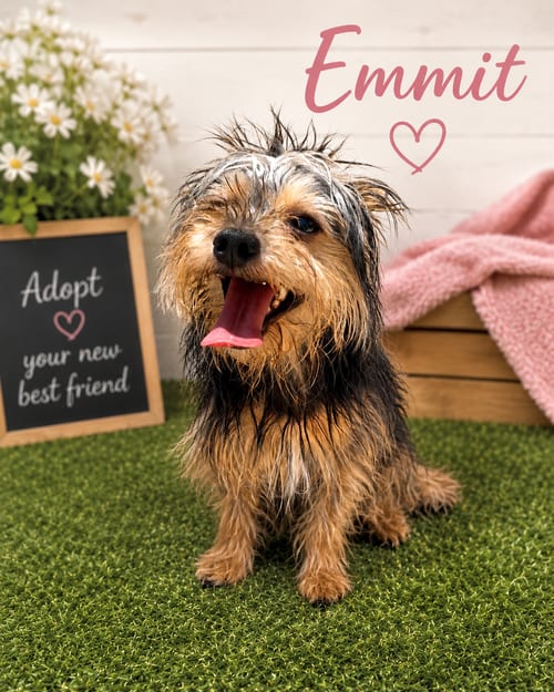 Photo of Emmit, adoptable Yorkshire Terrier Yorkie in Pipe Creek, Texas