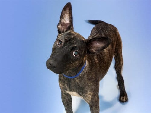 Photo of Roger, adoptable Labrador Retriever in Ft Lauderdale, Florida