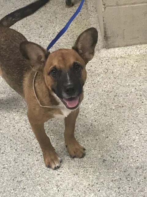 Photo of Scotch, adoptable Pembroke Welsh Corgi in Conroe, Texas